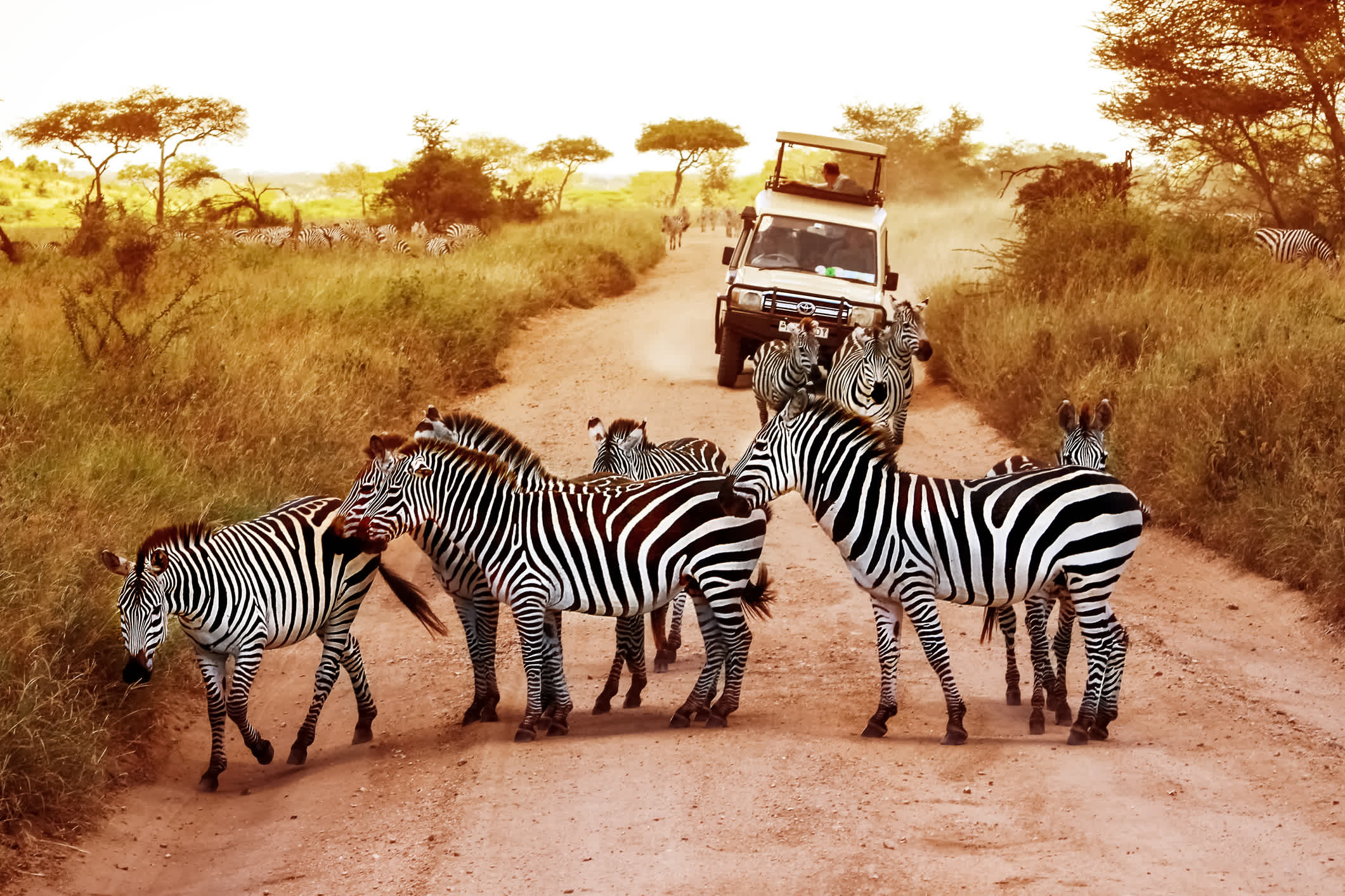 Zèbres sur la piste dans le parc national du Serengeti en Tanzanie.