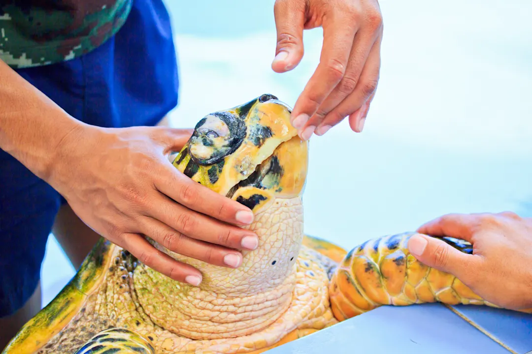 Royal Thai Navy Third Fleet Turtle Nursery, Khao Lak, Thailand Gerettete Meeresschildkröte