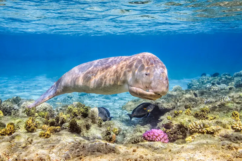 Ägypten, Marsa Alam, Dugong Dugong Kalbsleder im Roten Meer in der Nähe von Marsa Alam, Ägypten.
