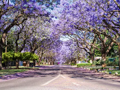 Abenteuer Südafrika & Botswana - Image 4