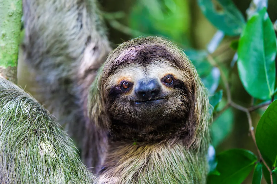 Mittelamerika Panama Panama City sloth in Metropolitan Natural Park Panama City sloth in Metropolitan Natural Park