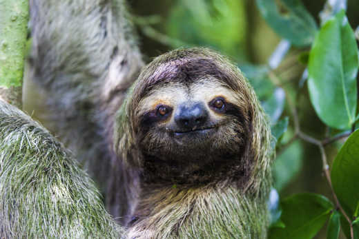 Panama City sloth in Metropolitan Natural Park