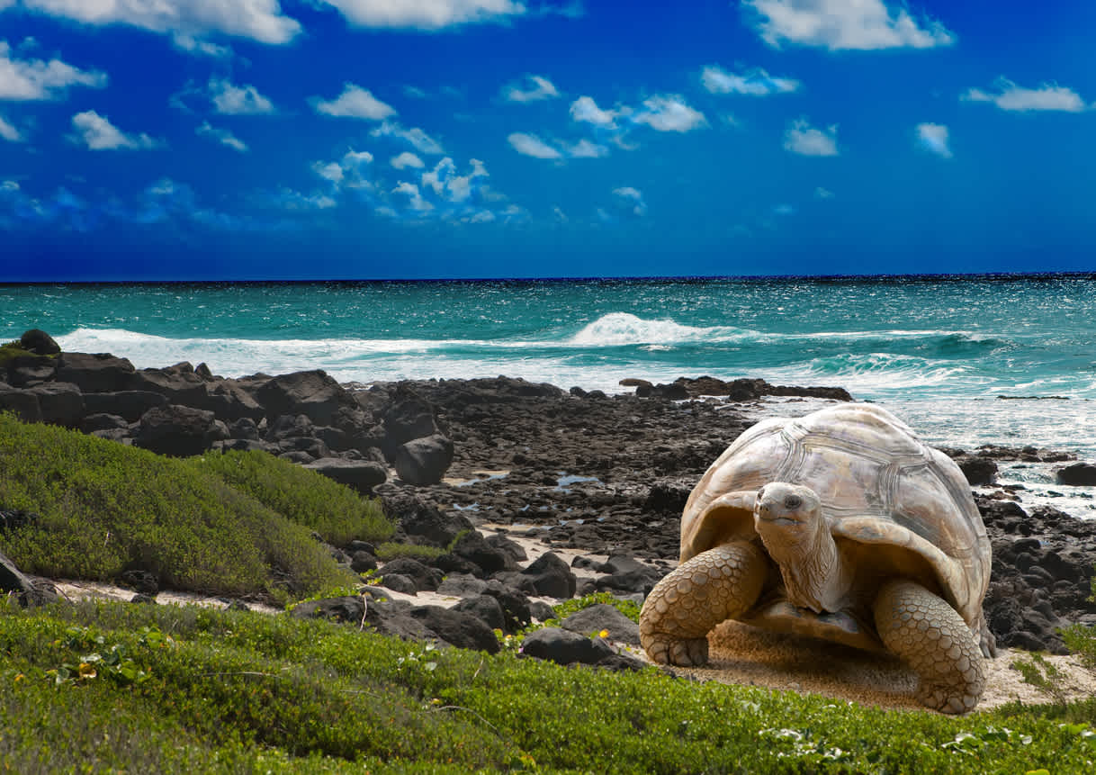 Turtle on the Galapagos Islands
