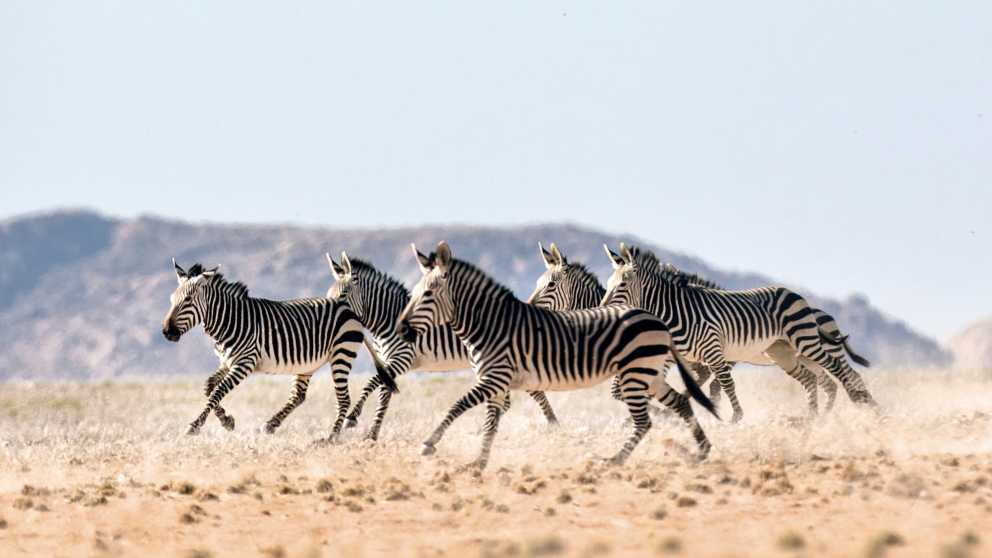 Magnifique troupeau de zèbres train de galloper au coeur du parc national d'Etosha que vous pourrez peut-être apercevoir pendant votre safari en Namibie.