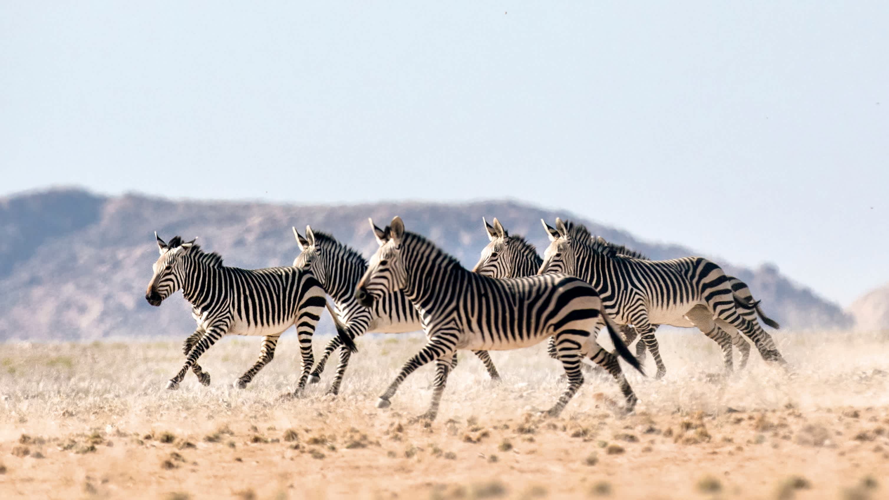 Zebras rennen durch den Khaudum Nationalpark