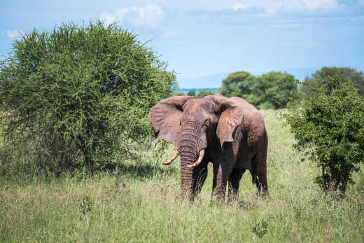 Busch-Elefant im Tarangire-Nationalpark, Tansania.