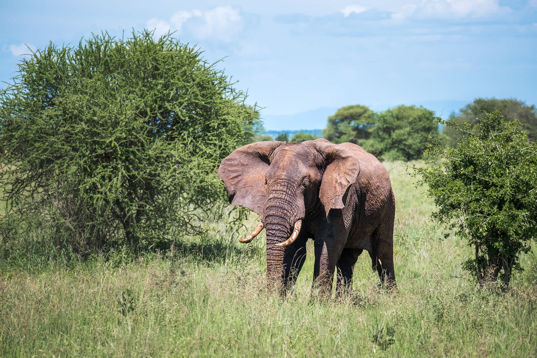 Éléphant de brousse dans lors d'un safari dans parc national du Tarangire en Tanzanie