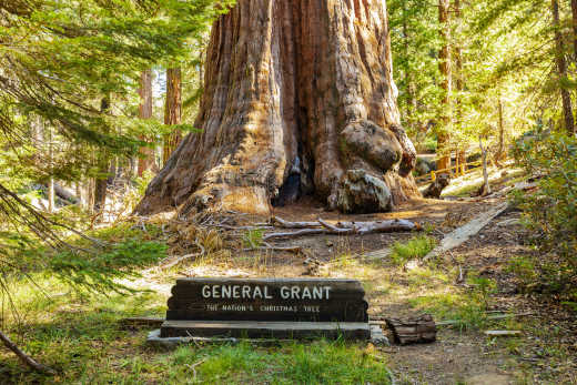 Een sequoia om te jammen tijdens uw vakantie in Kings Canyon met Tourlane.