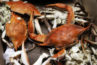 Découvrez le festival du crabe lors de vos vacances à Myrtle Beach. Les experts en voyages de Tourlane organiseront votre séjour sur mesure.