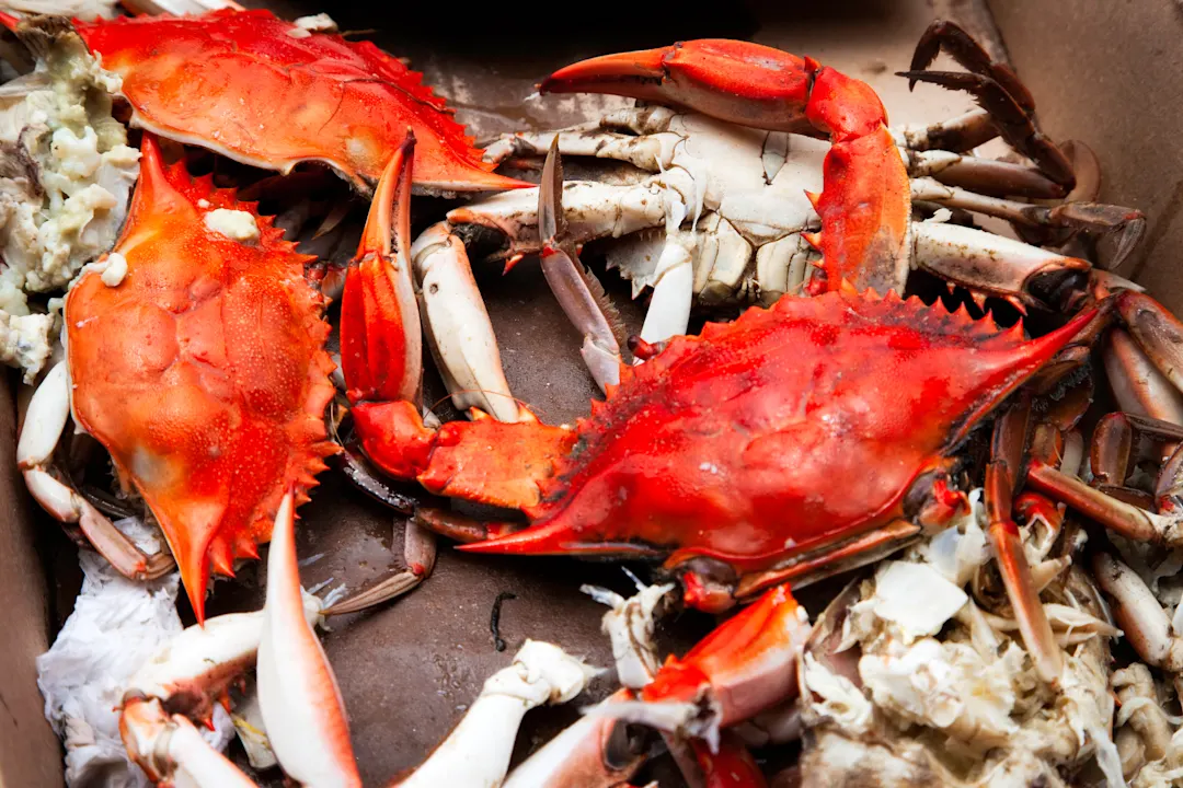 Crab festival, Myrtle Beach Crab Festival bei einem Myrtle Beach Urlaub erleben - die Reiseexperten von Tourlane planen Ihre Tour entsprechend.