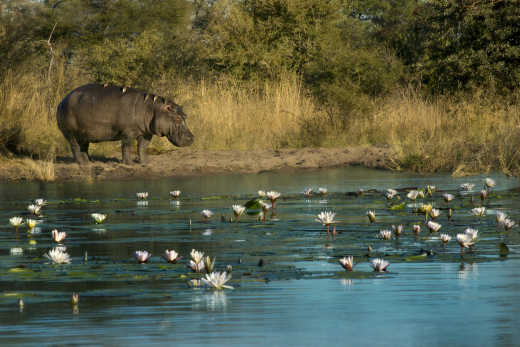 Nilpferd am Ufer des Kwando River