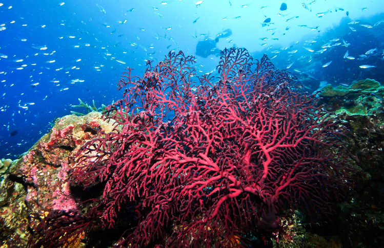 Rote Gorgonie unter Wasser