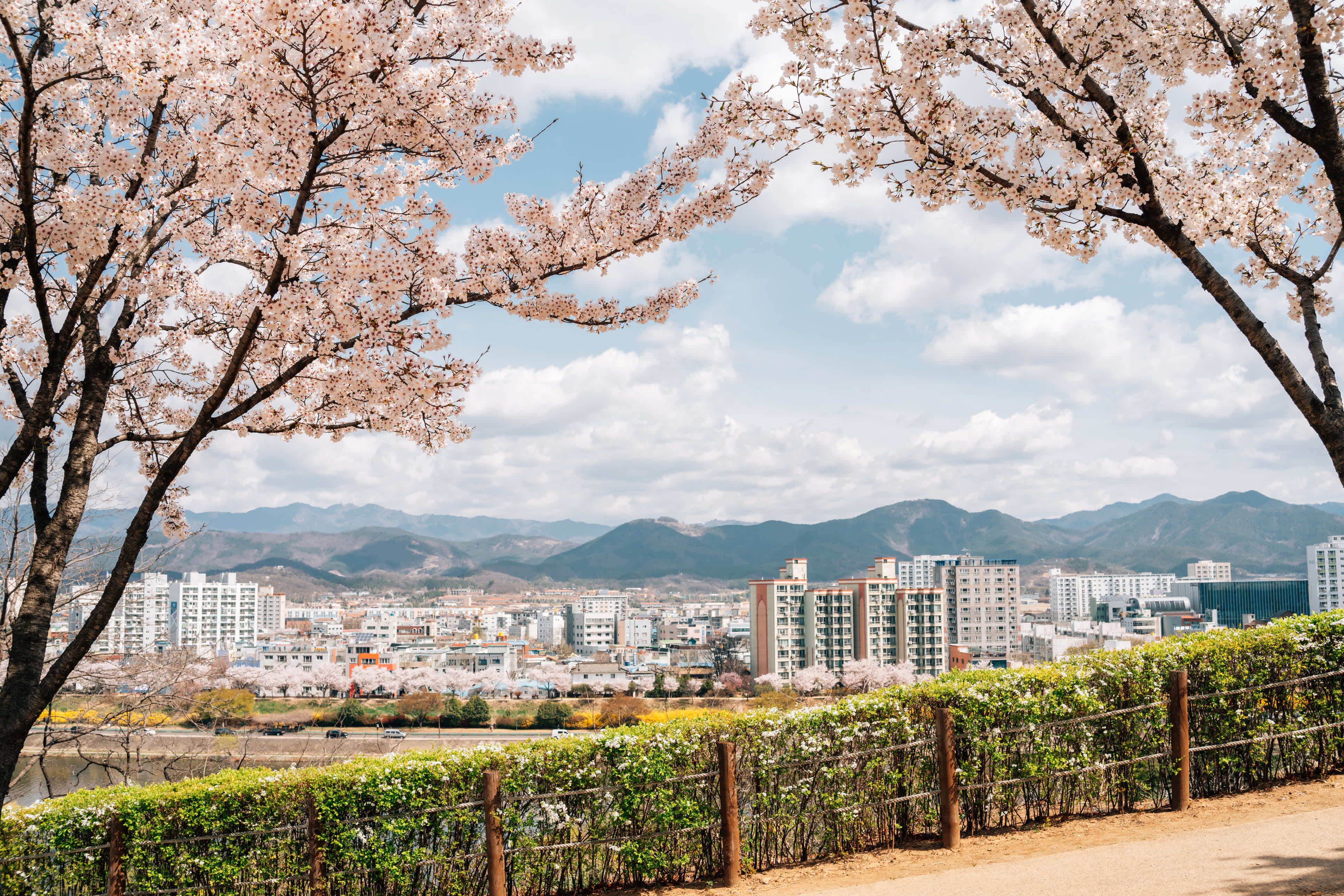 Kirschblüte im Park mit Blick auf die Stadt Daegu