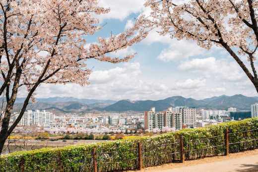 Kirschblüte im Park mit Blick auf die Stadt Daegu