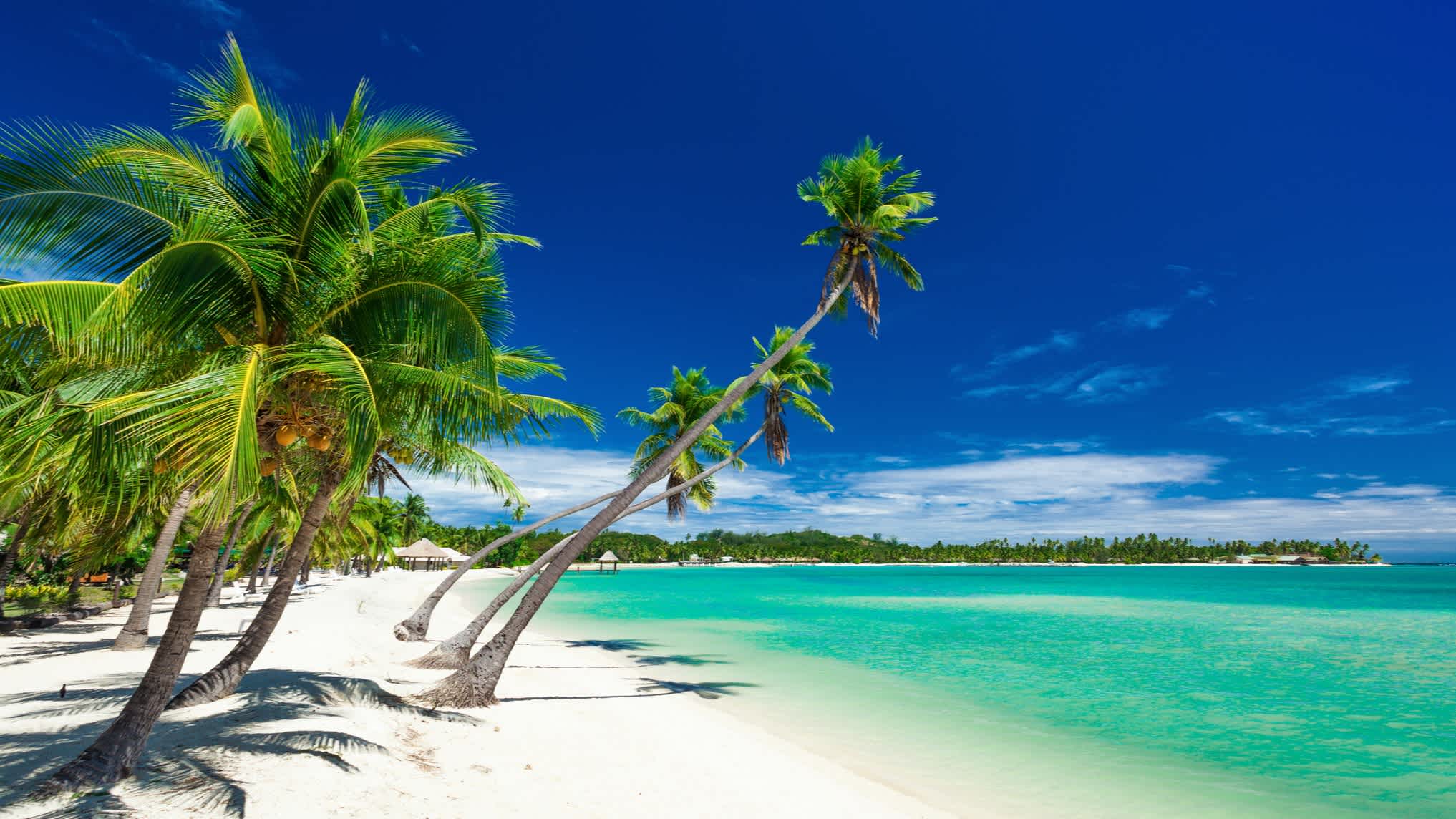 Palmen am Strand und türkisblaues Meer