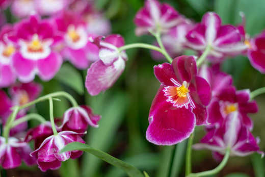 Orchidée dans le jardin botanique de Medellin