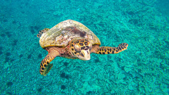 Riesige Meeresschildkröte schwimmt im türkisblauen Wasser in der Nähe der Insel La Digue auf den Seychellen
