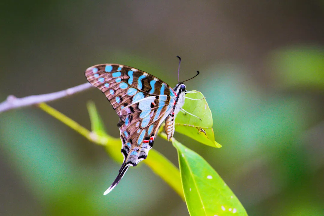 Arabuko Sokoke Wald, Kenia Buttefly in Arabuko Sokoke Wald, Kenia