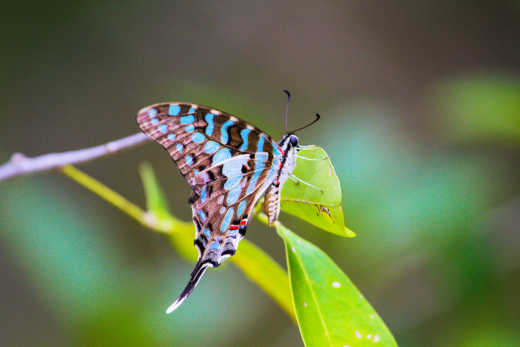 Buttefly dans la forêt d'Arabuko Sokoke, Kenya