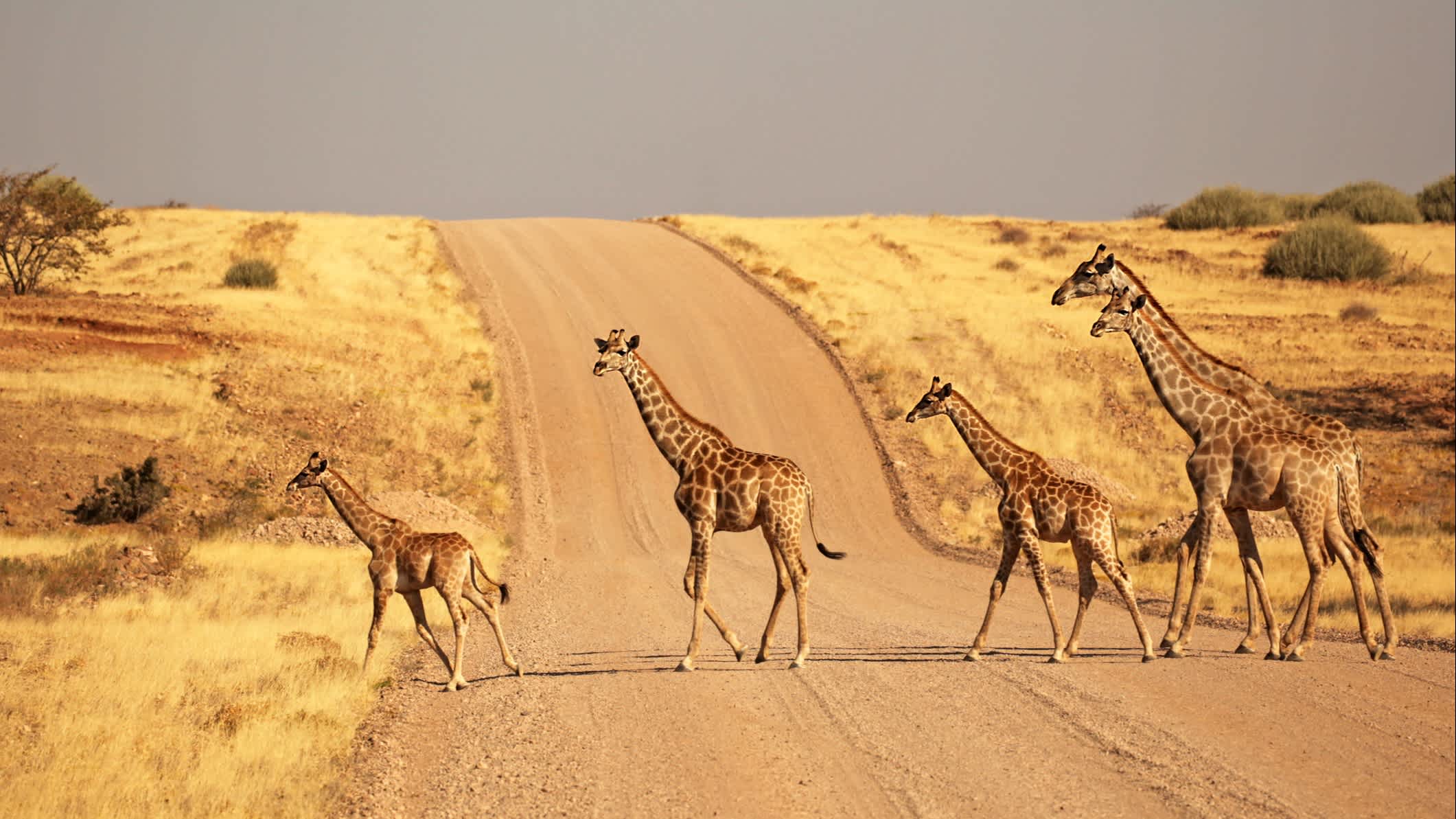 Groupe de girafes traversant la route, dans le parc national d'Etosha, en Namibie