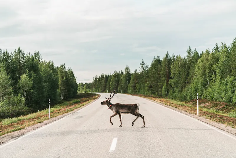 Rentiere auf einer Straße in Finnisch-Lappland