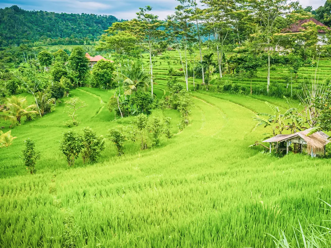 Grüne Reisfelder und traditionelle Hütten. Sidemen, Bali, Indonesien.