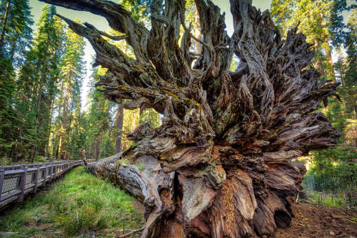 Ein gefallener Sequoia Baum