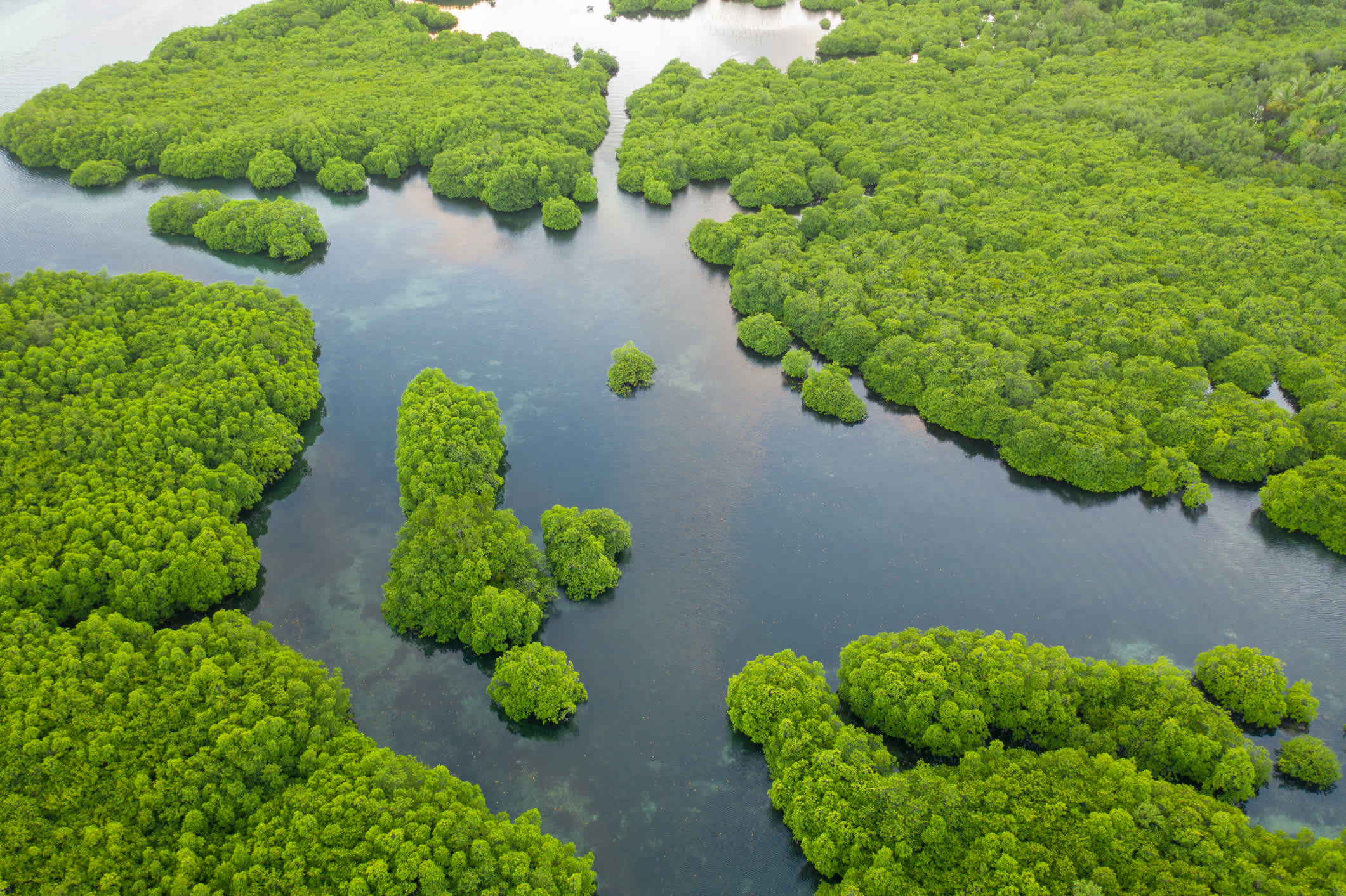Luftaufnahme der Inseln von Anavilhanas Archipel auf dem Rio Negro Fluss, Amazonas, Brasilien.