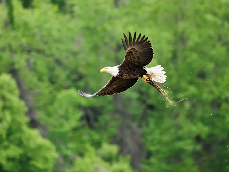 Fliegender Weißkopfseeadler über einer grünen Waldlandschaft. Anchorage, Alaska, USA.