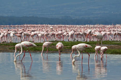 Flamingos am Nakurusee im Serengeti Nationalpark, Kenia. 