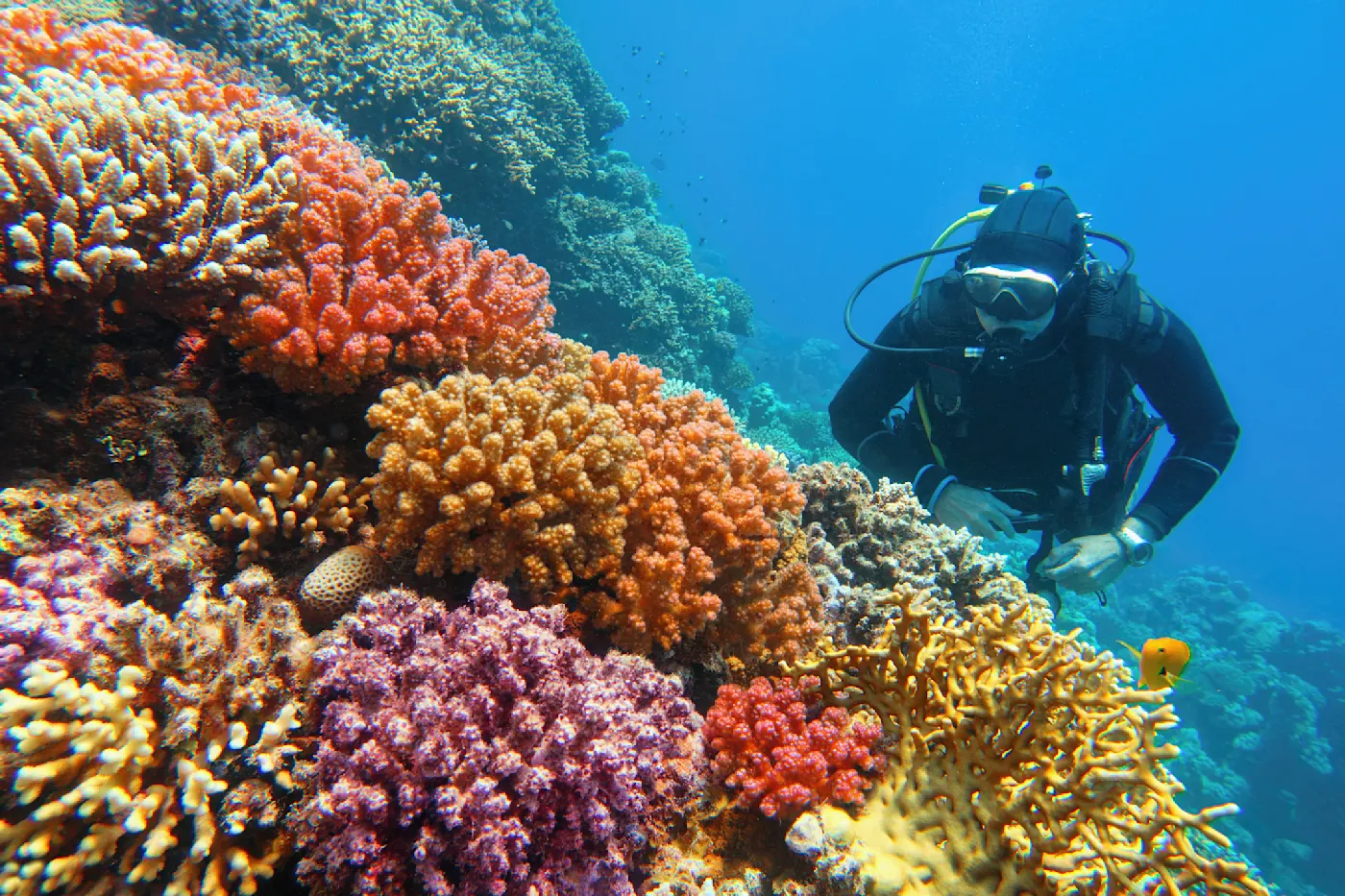 Ein Taucher schwimmt in der Nähe eines farbenprächtigen Korallenriffs, umgeben von bunten Korallen in Orange-, Gelb-, Rot- und Violetttönen, in klarem blauen Wasser.