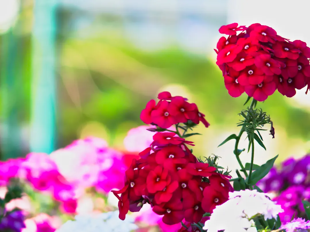 Thurston Gardens, Suva, Fidji Fleurs colorées dans les Thurston Gardens
