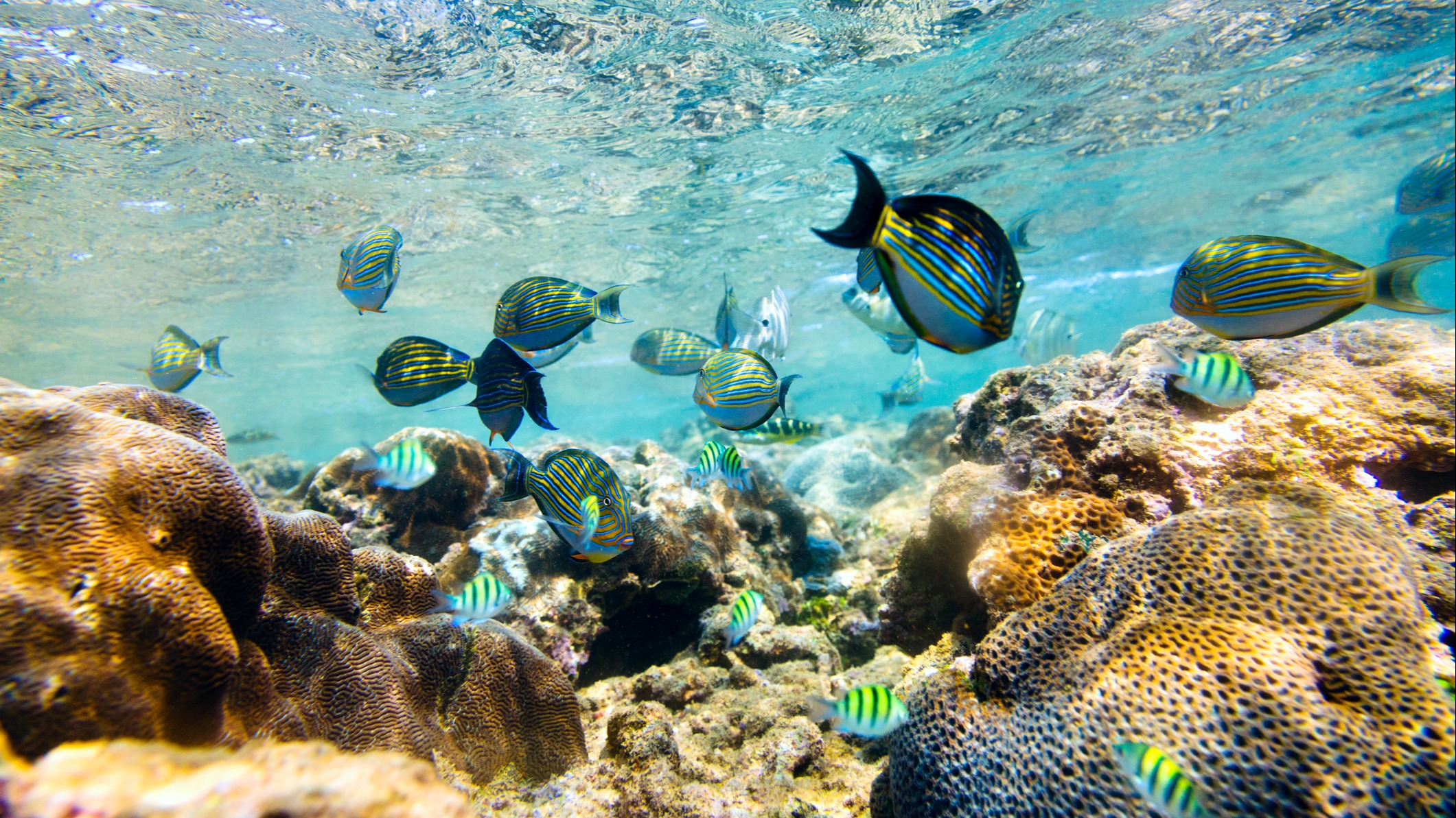 Tauchen & Schnorcheln in Sri Lanka Tipps & Reiseangebote Tourlane