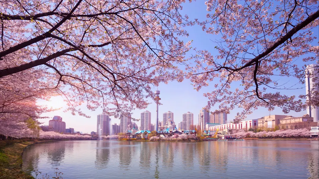 Seoul, Südkorea Kirschblüten im Frühling um den Seokchonhosu-See von Seoul Südkorea mit Lotte World im Hintergrund