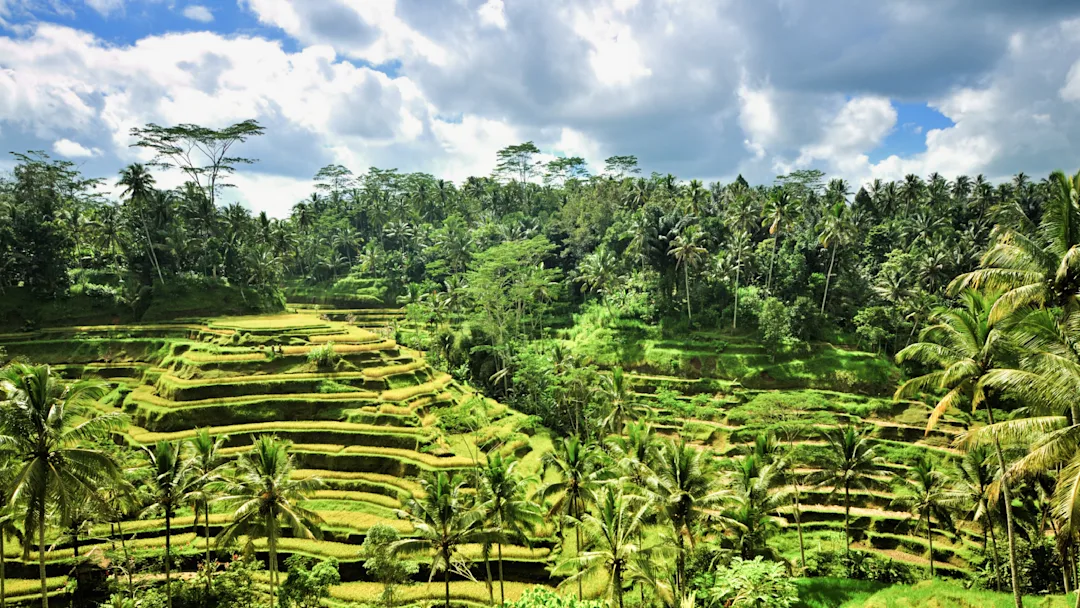 Circuit individuel à Bali 