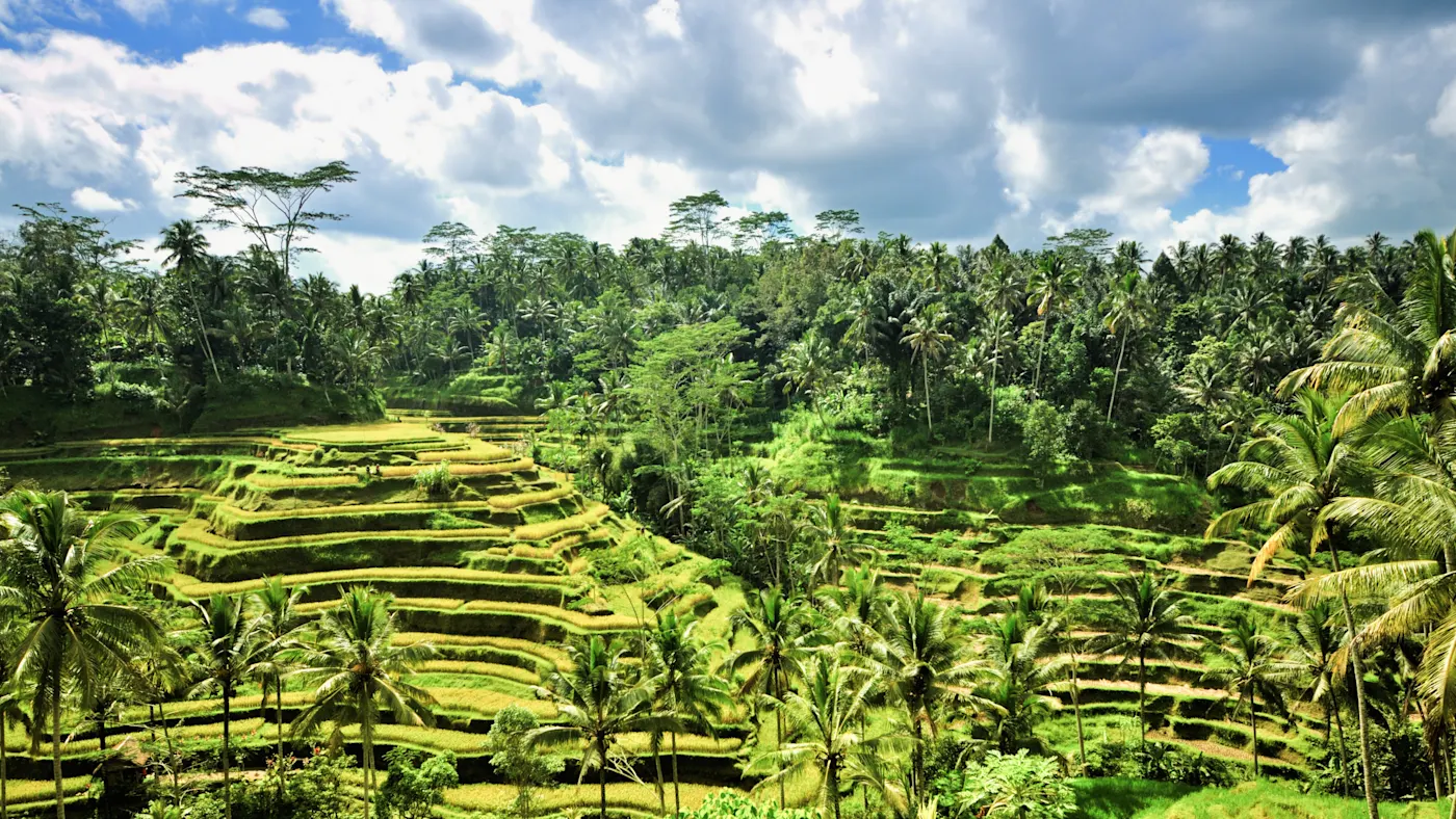 Ubud, Bali, Indonesien Grüne Reisterrassen mit Palmen in tropischer Landschaft. Ubud, Bali, Indonesien.