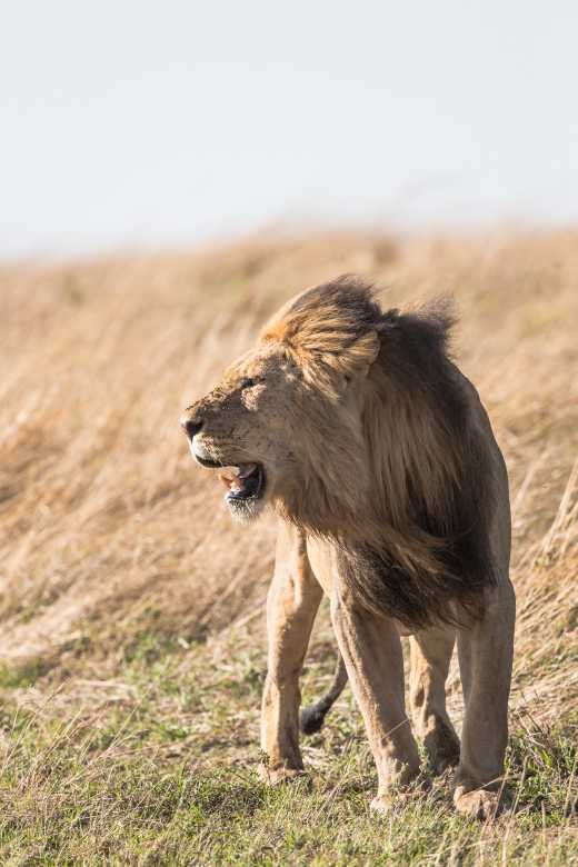 Löwe gesichtet auf Safari in Botswana, Afrika
