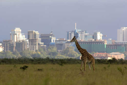 Giraffe auf die Skyline der Nairobi in Kenia. 