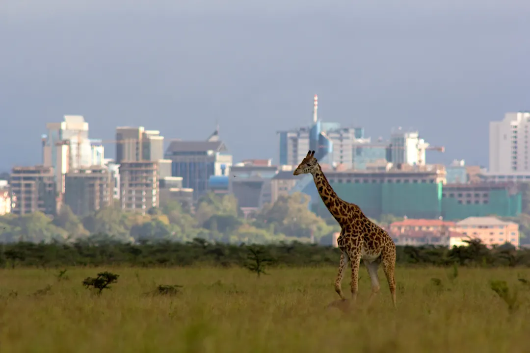 Kenia, Nairobi, Nairobi Nationalpark Giraffe auf die Skyline der Nairobi in Kenia.