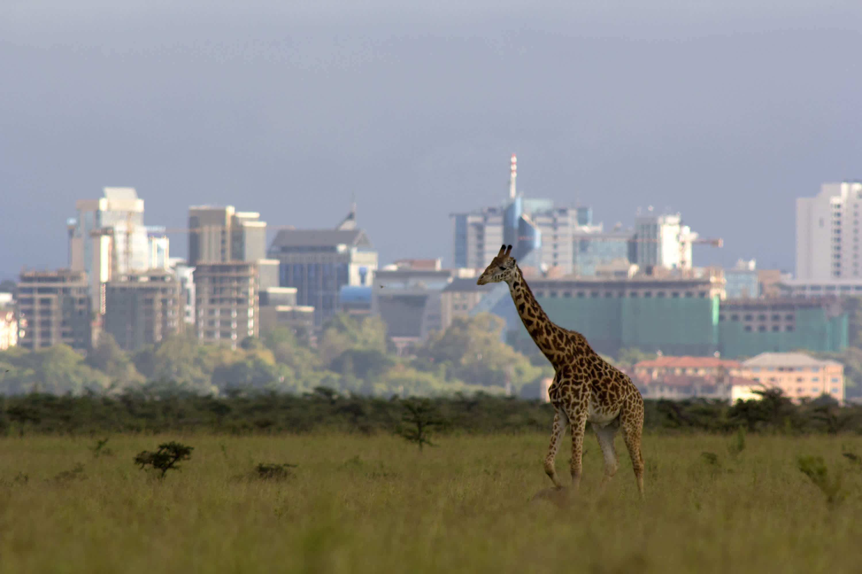 Girafe et la ville de Nairobi au Kenya en arrière-plan