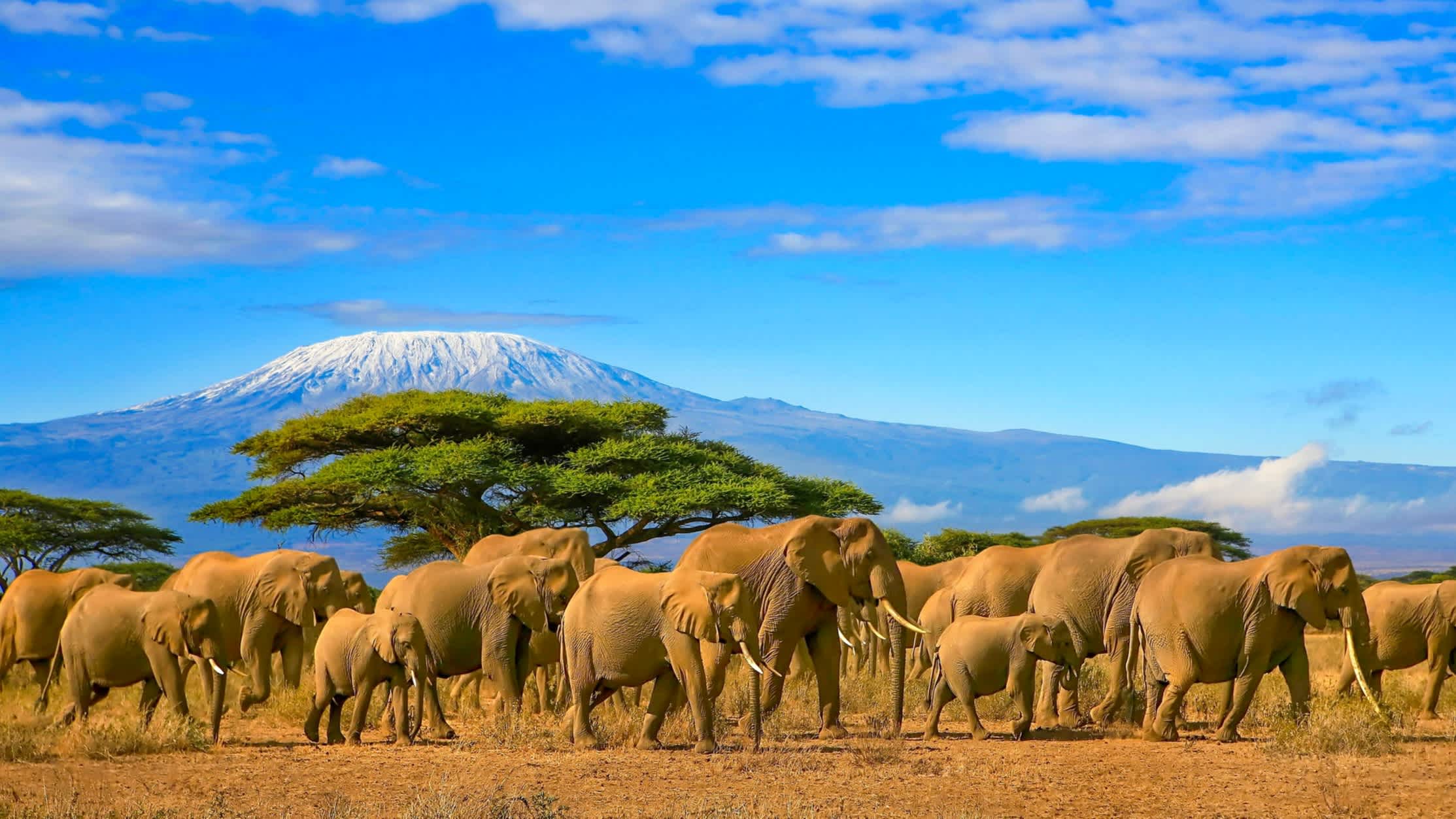 Elefantenherde mit Kilimanjaro im Hintergrund
