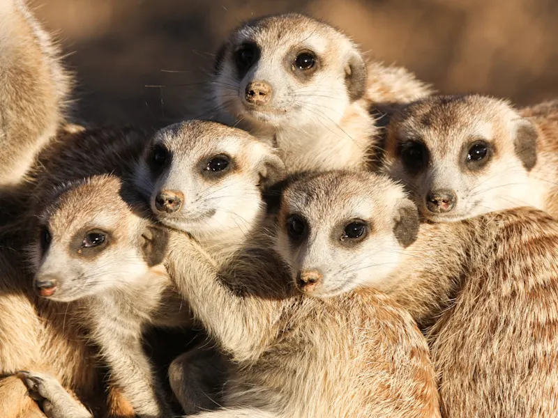 Kalahari, Erdmännchen, Namibia Erdmännchen eng zusammen in der weiten Savanne. Kalahari, Kalahari, Namibia.