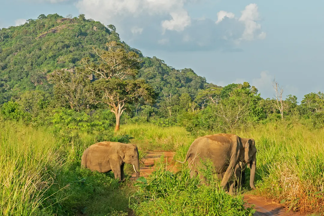 Elefantenfamilie wilde Tiere im grünen Dschungel, Sri Lanka, Habarana Nationalpark Berglandschaft.