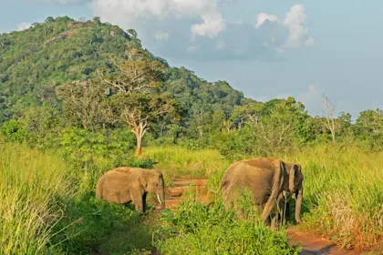 Voyage individuel au Sri Lanka - Image 1