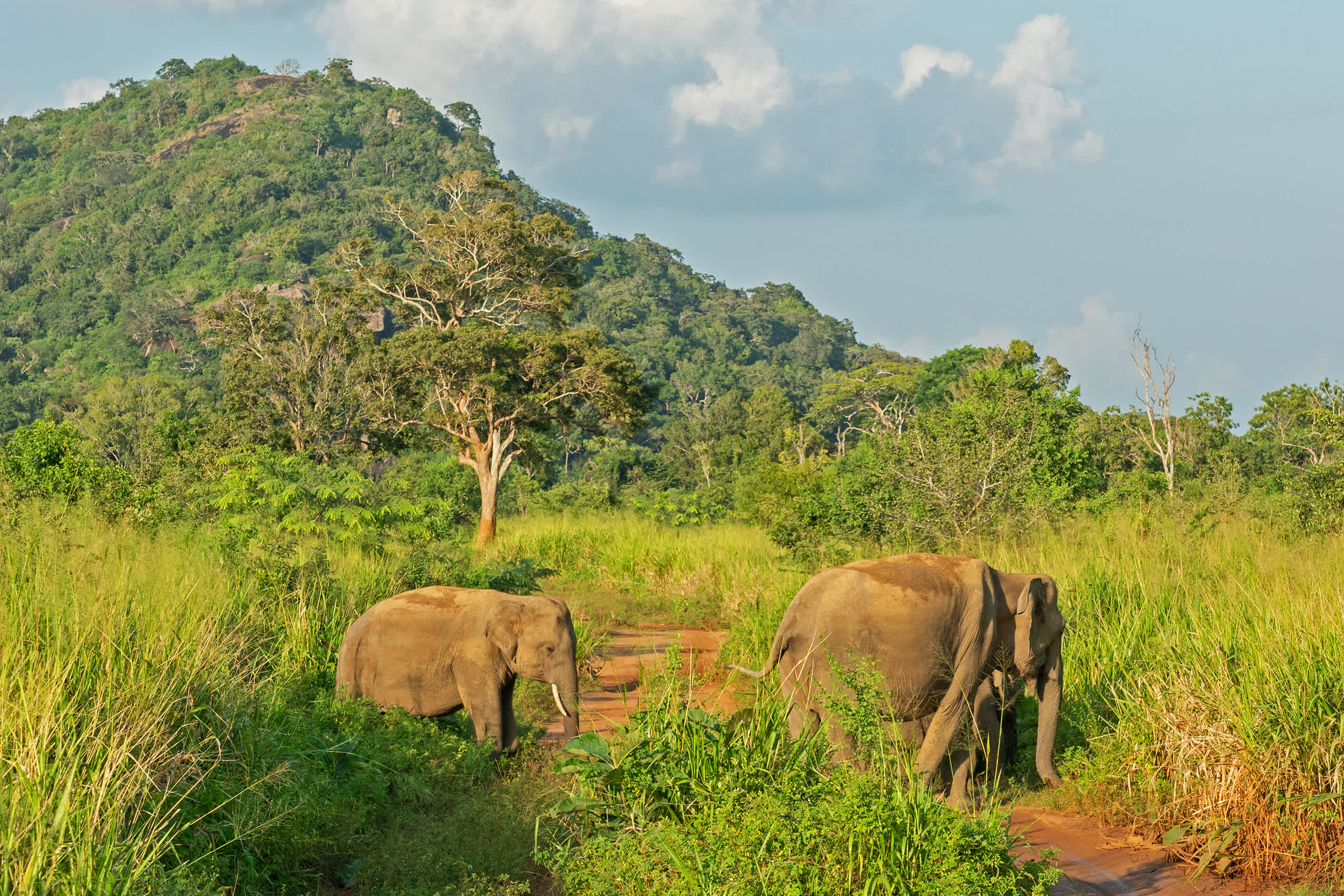 Elefantenfamilie wilde Tiere im grünen Dschungel, Sri Lanka, Habarana Nationalpark Berglandschaft.
