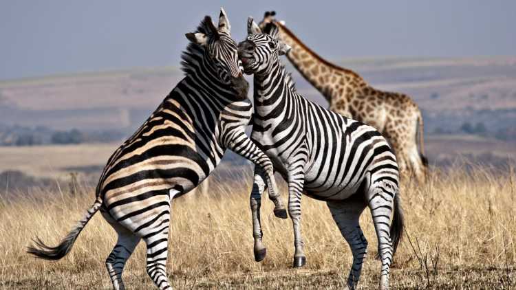 Two zebras at Hluhluwe-Umfolozi Game Reserve South Africa