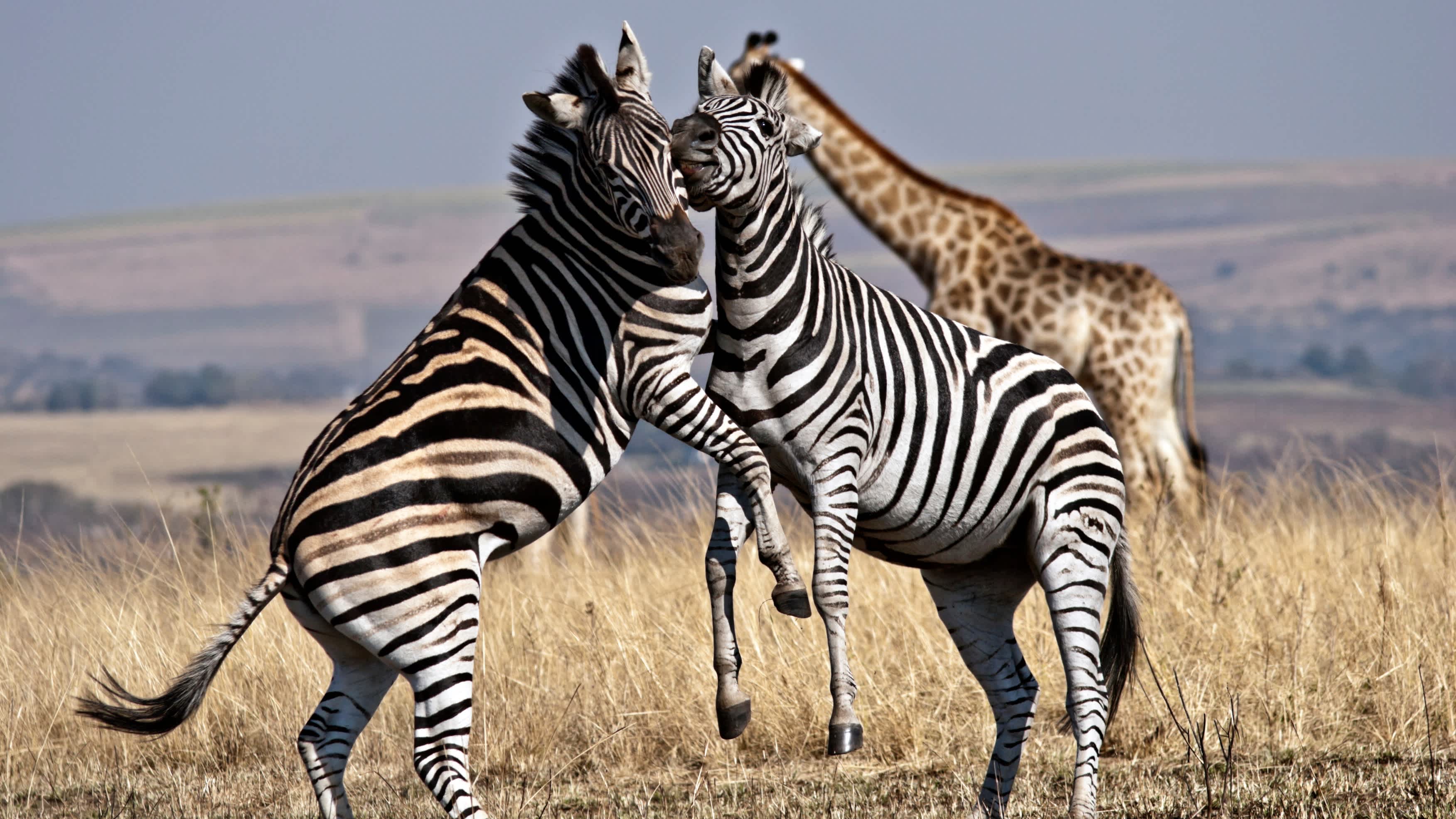 Zwei Zebras kämpfen im Hluhluwe-Umfolozi Game Reserve Südafrika