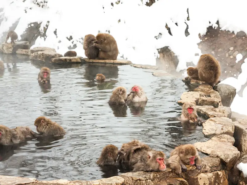Japan, Jigokudani Affenpark, Nagano, Familienreise Japanische Makaken baden in einer heißen Quelle, umgeben von Schnee. Nagano, Japan.