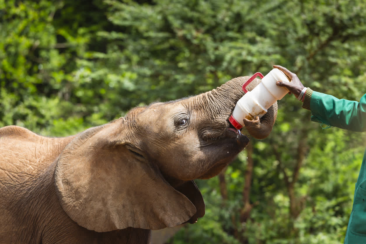 David Sheldrick Wildlife Trust - Aufzucht von Waisen-Elefanten in Kenia