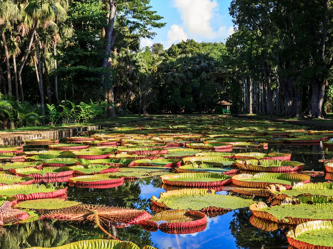 Riesige Victoria-Seerosen im botanischen Garten, umgeben von tropischen Bäumen. Pamplemousses, Mauritius.